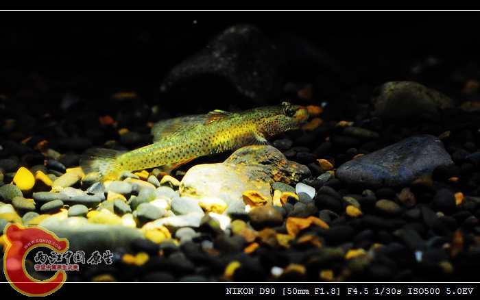 DSC_0252.jpg