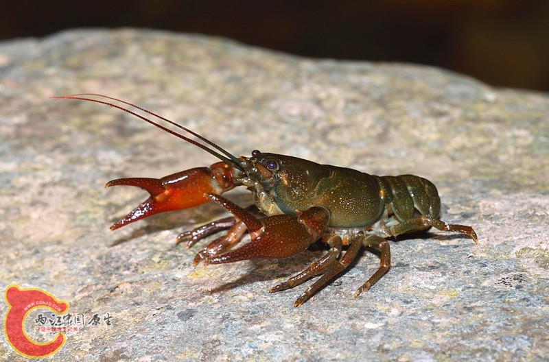 常见的偏小个体