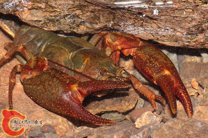 晚上找蝲蛄真是难忘的经历！