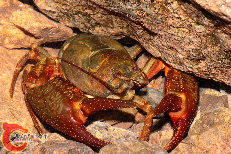 发现的最大个体，藏在溪流石头下