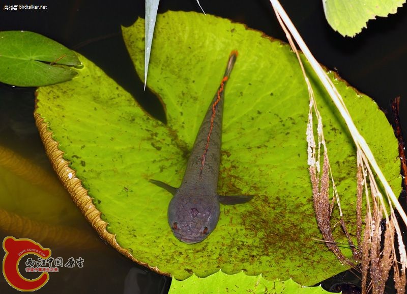 西双版纳热带植物园的荷塘，一条南鳢趴在荷叶上