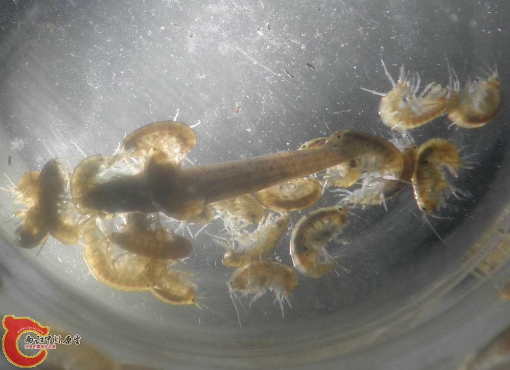 围绕着一条死花鳅