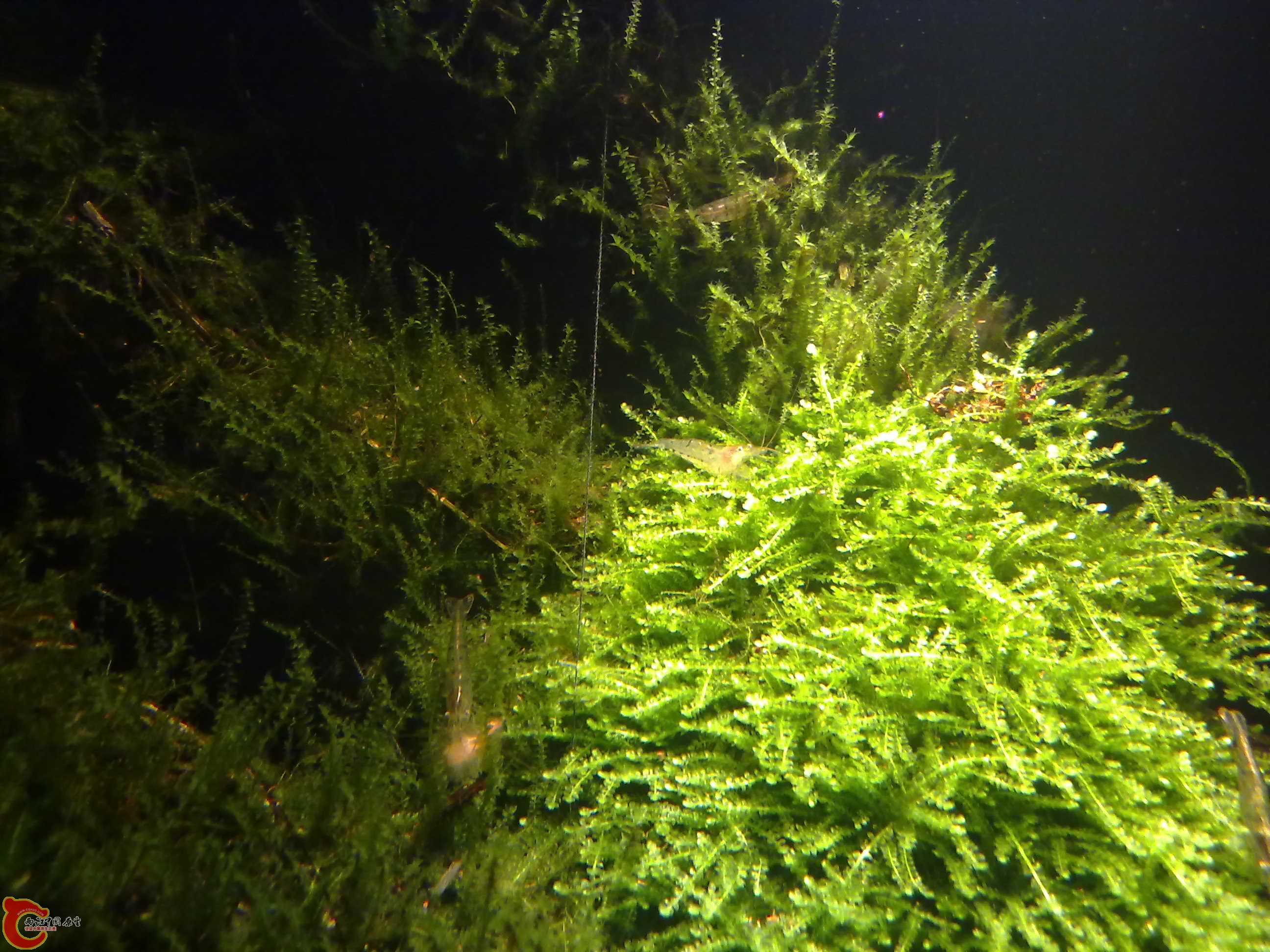 照片 070.jpg