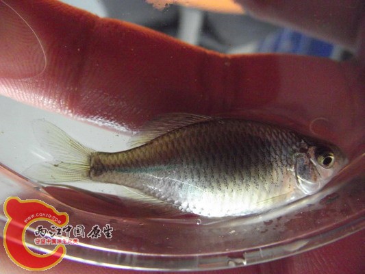 照片 2005986062.jpg