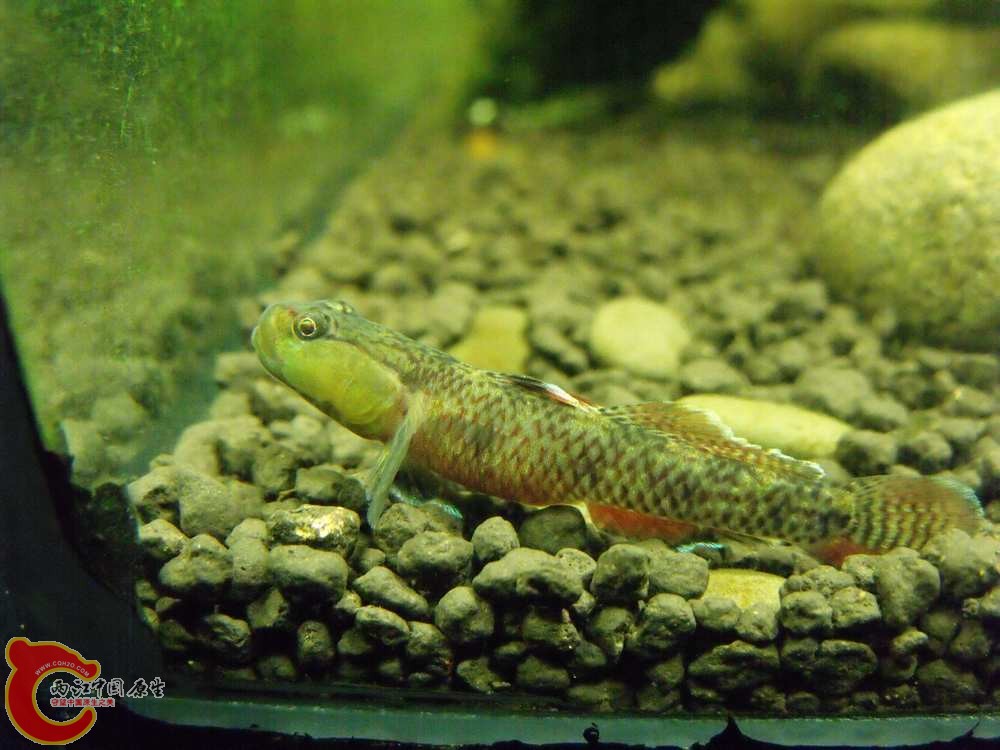 送火焰吻虾虎.截止4月1日.