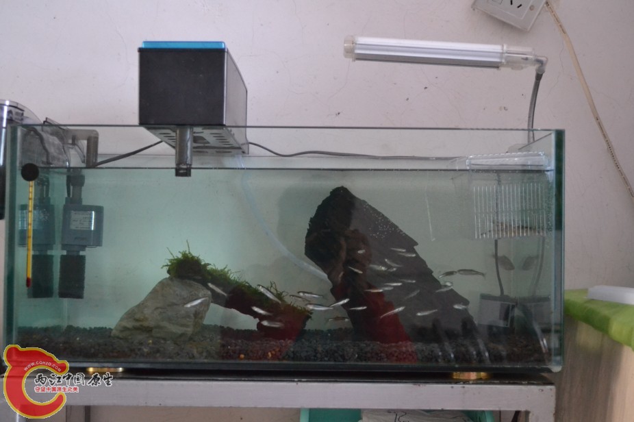 鱼缸23.jpg