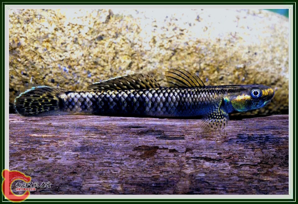 gx18l7b05.jpg