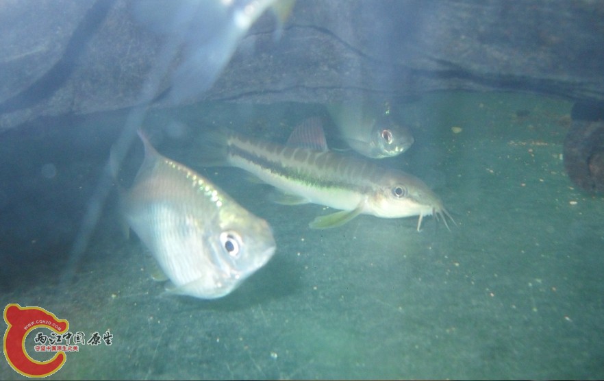 越南鱊母和美丽小条鳅