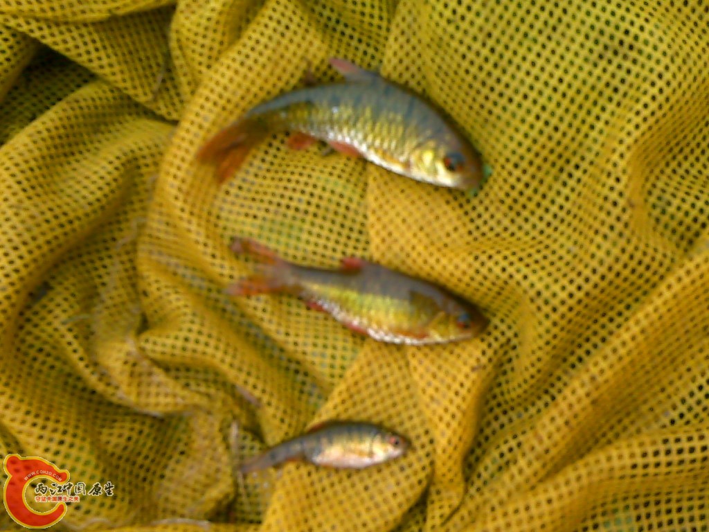 IMG00111_副本.jpg