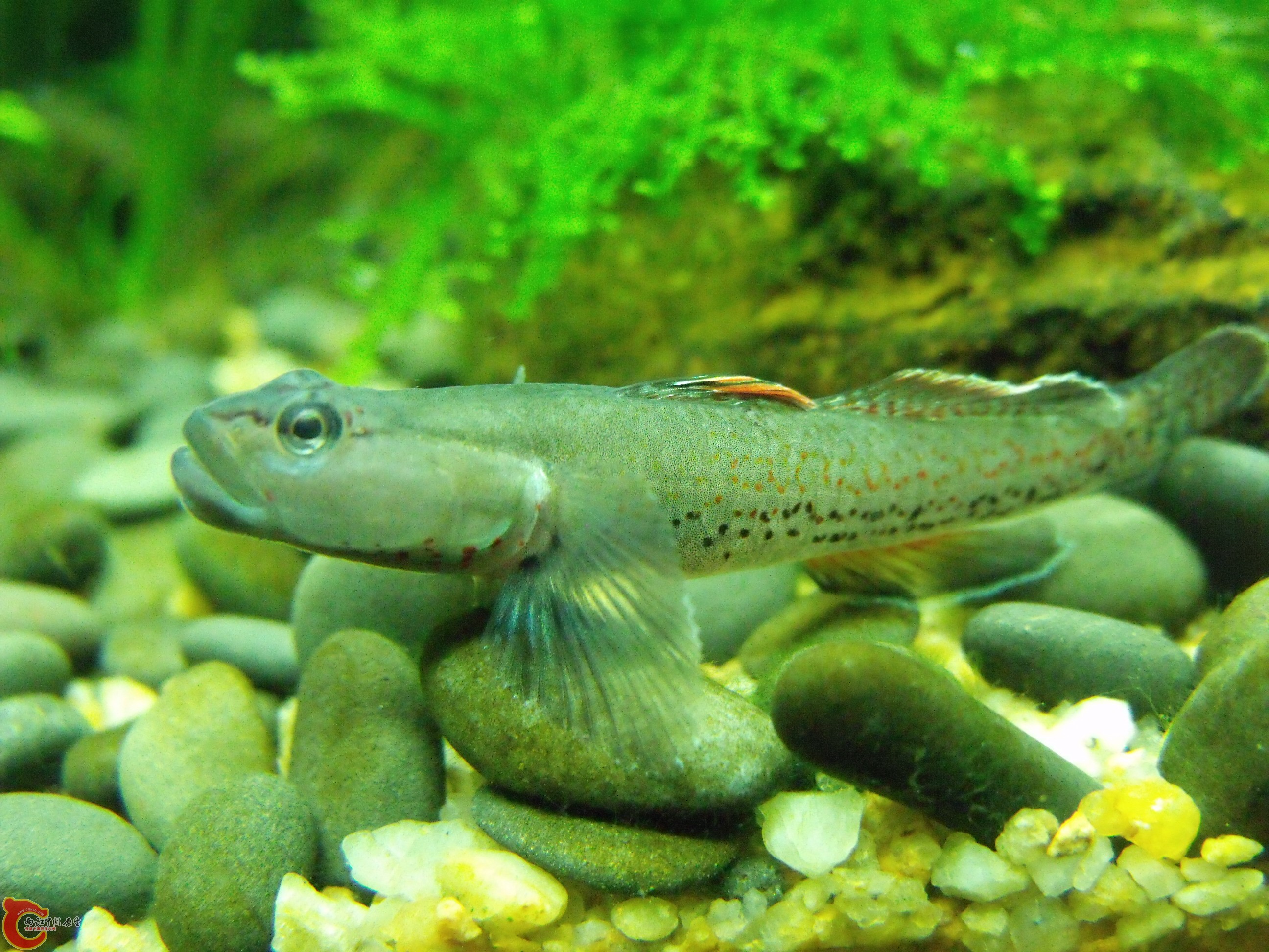 DSCF4052.JPG