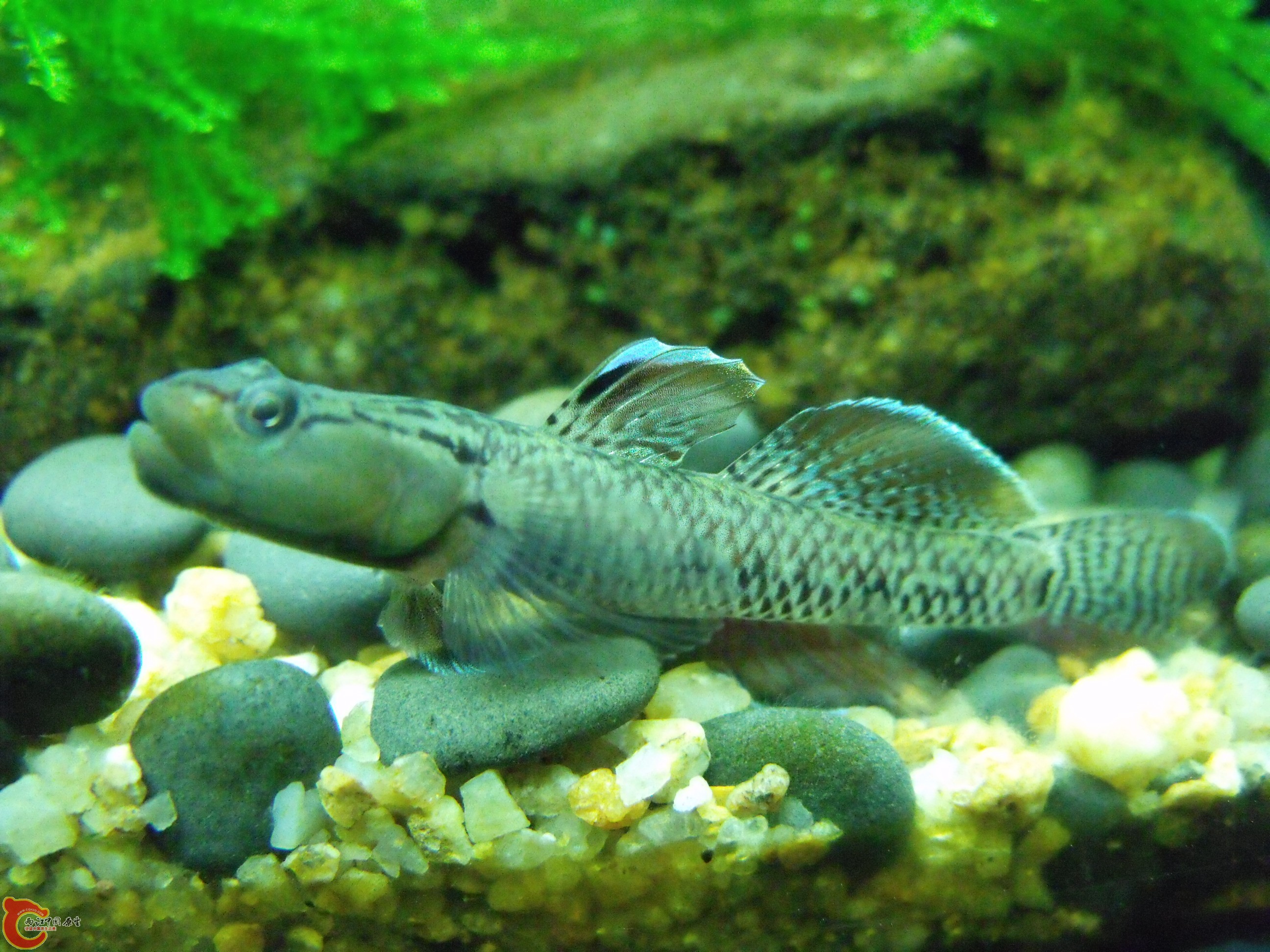 DSCF4054.JPG