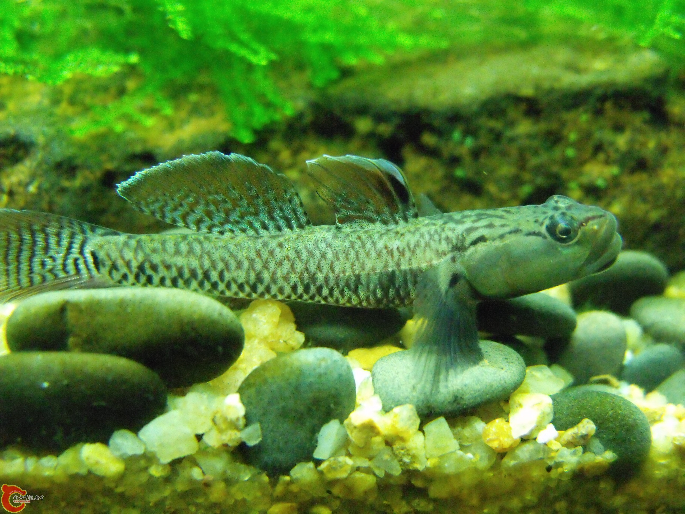 DSCF4056.JPG