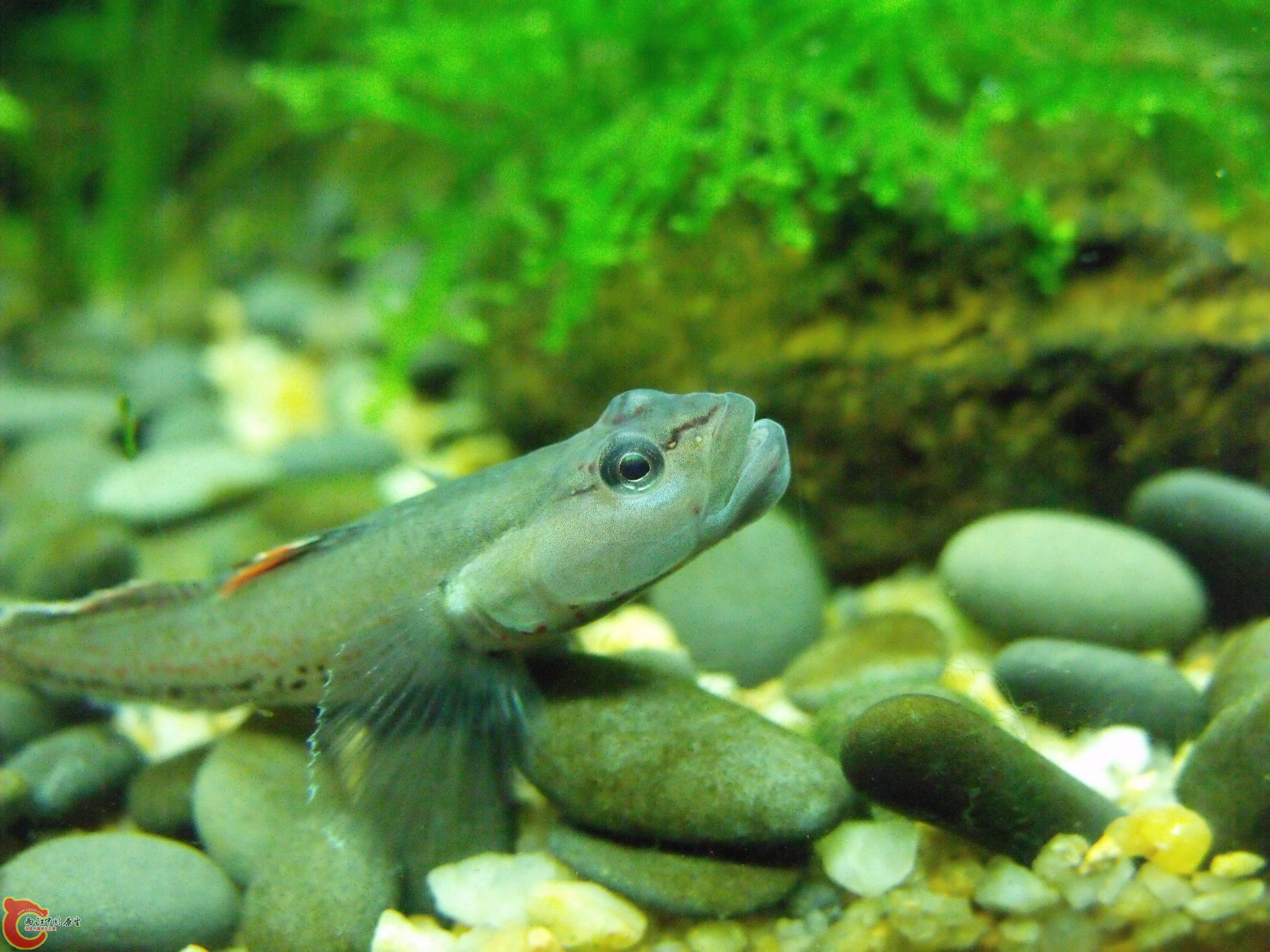 DSCF4060.JPG