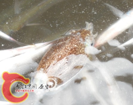 活墨鱼.jpg