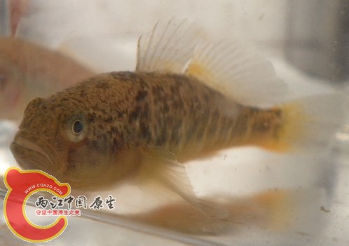 黄幼