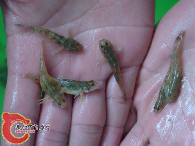 波和子陵