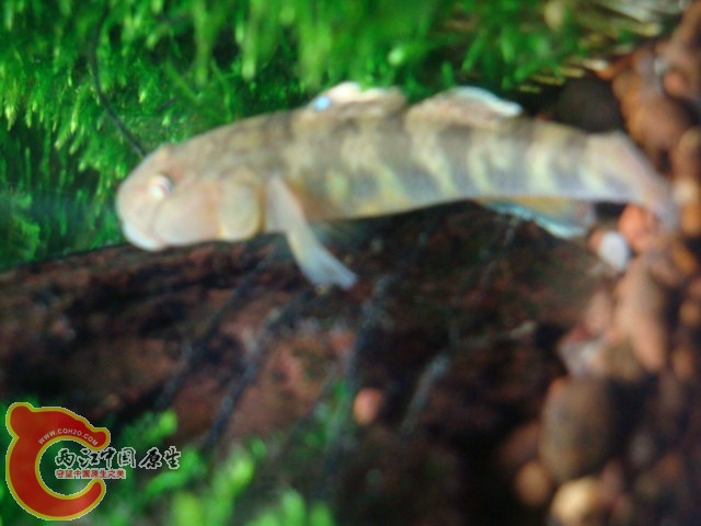 DSC05906.JPG