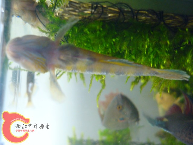 DSC05908.JPG