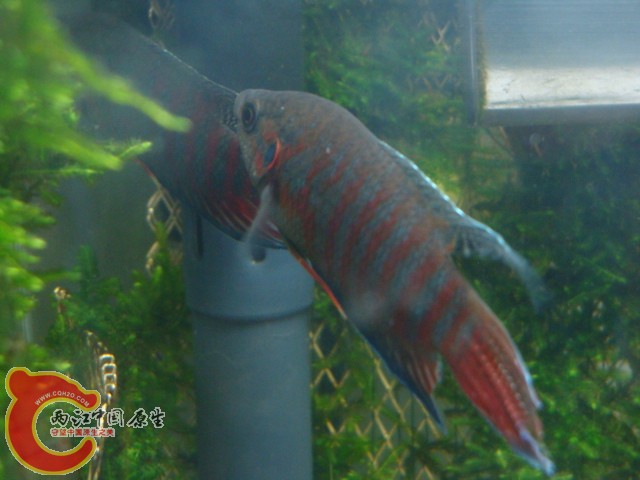 DSC05916.JPG