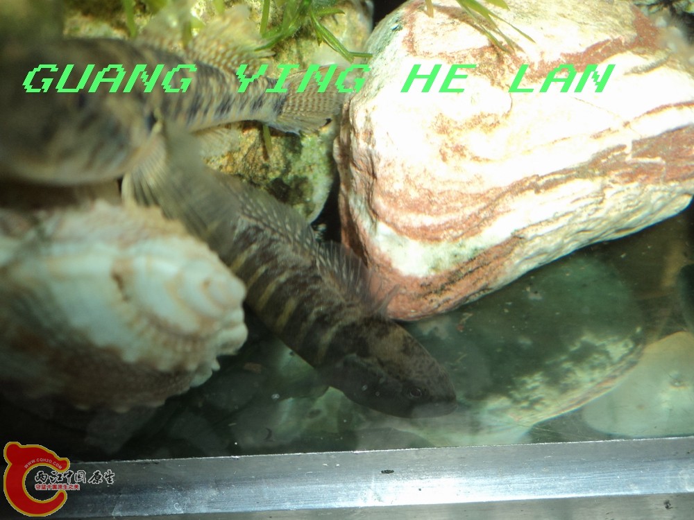 DSC00114s.jpg
