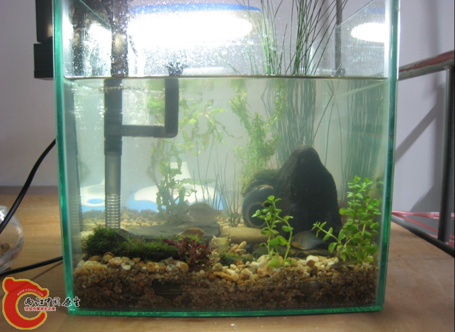 鱼缸.jpg