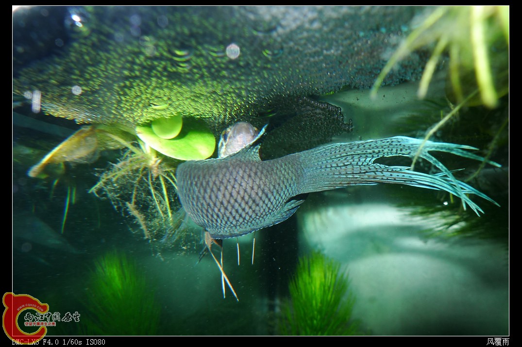 P1070938_nEO_IMG.jpg
