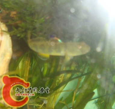 虾虎17.jpg