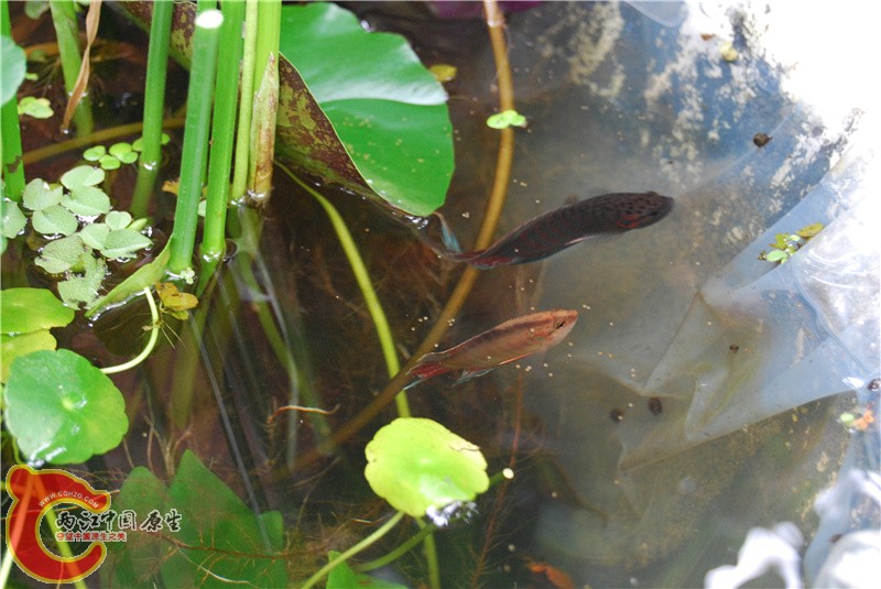 DSC_0441_副本.jpg
