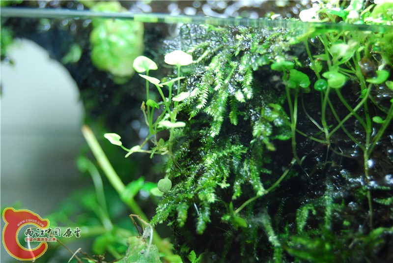 DSC_0521_副本.jpg