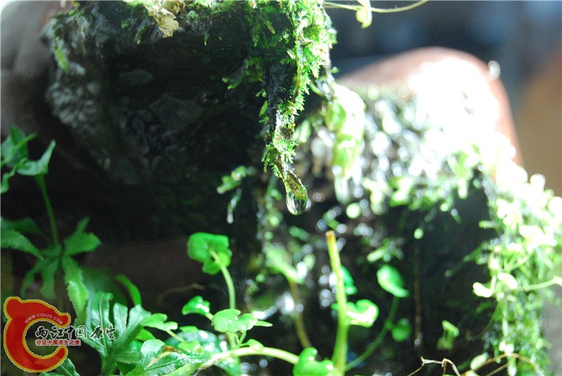 DSC_0524_副本.jpg