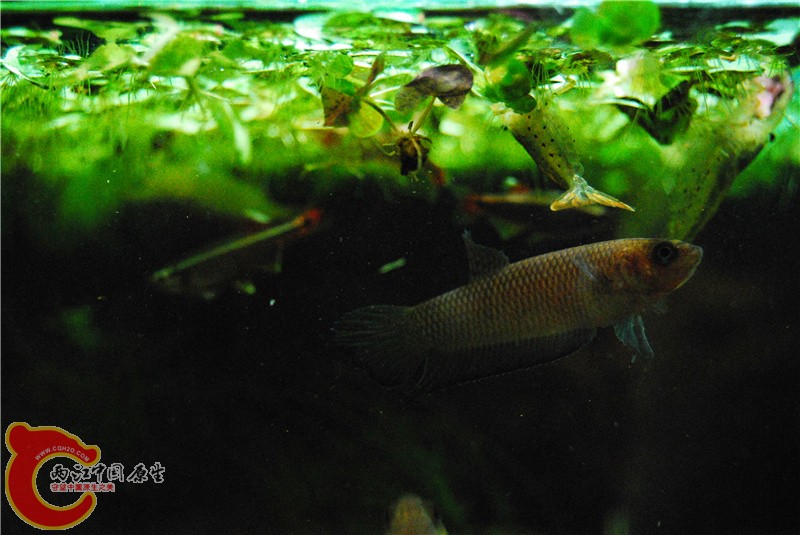 DSC_0254_副本.jpg