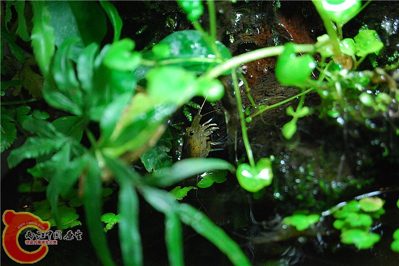 DSC_0537_副本.jpg