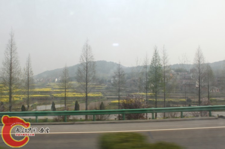 还是油菜花