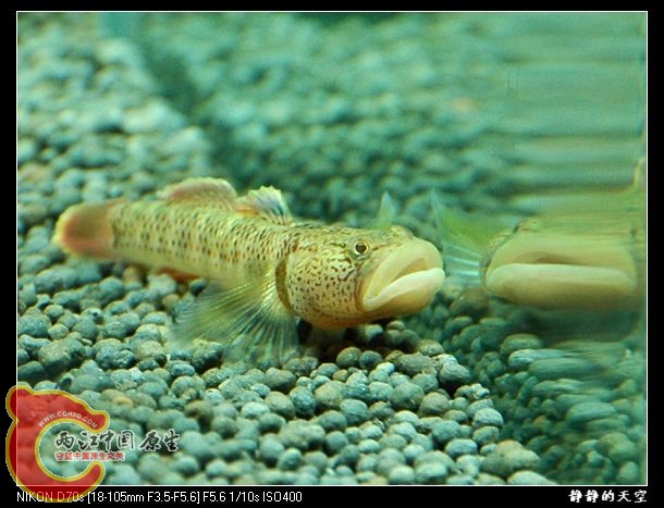 DSC_9064.jpg