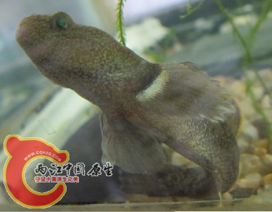 虾虎2.jpg