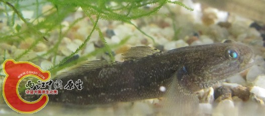 虾虎3.jpg