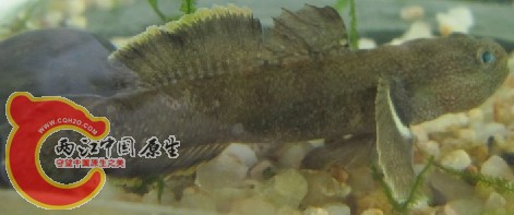 虾虎4.jpg