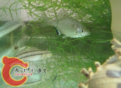 虾虎鰟鮍.jpg