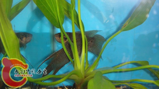 DSC04603_缩小大小.JPG
