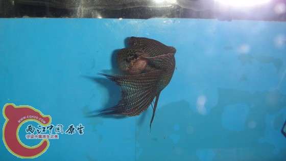 DSC04626_缩小大小.JPG