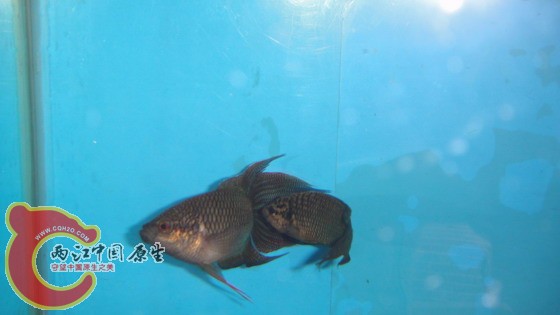 DSC04628_缩小大小.JPG