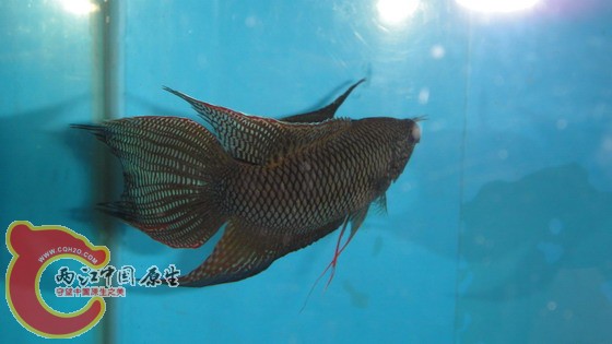 DSC04633_缩小大小.JPG
