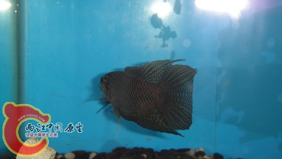 DSC04637_缩小大小.JPG