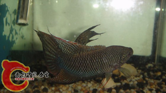 DSC04643_缩小大小.JPG