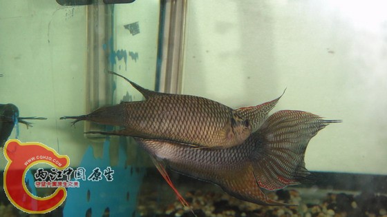 DSC04651_缩小大小.JPG