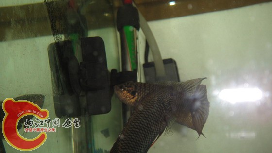 DSC04657_缩小大小.JPG