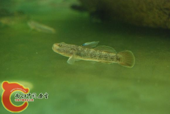 DSC_0605.JPG