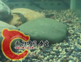 就在这石头下面·.jpg