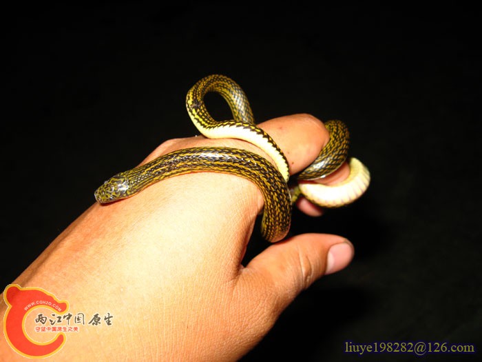 IMG (834).jpg