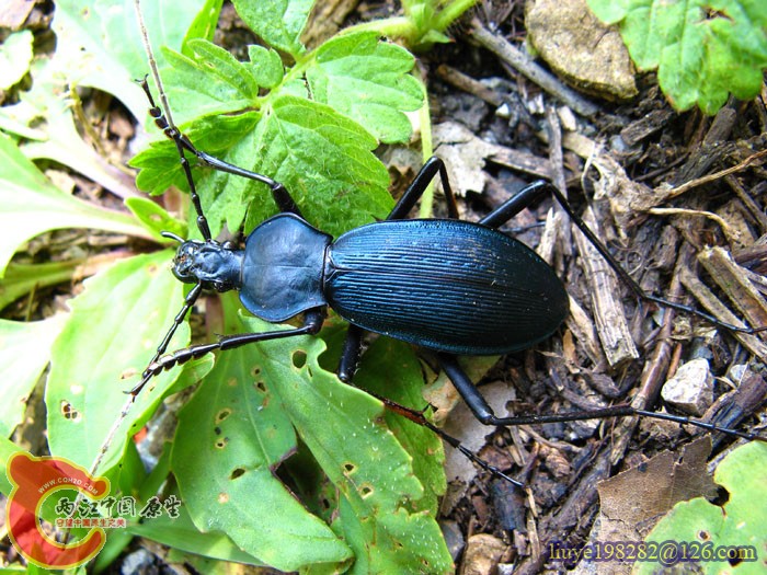 IMG (860).jpg